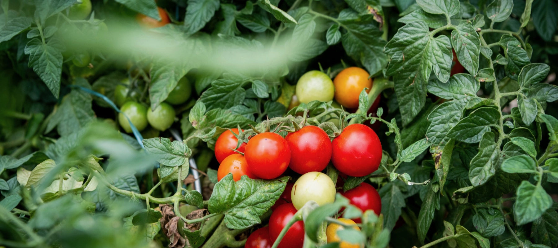 Tomaten Anbau Pflege Ernte