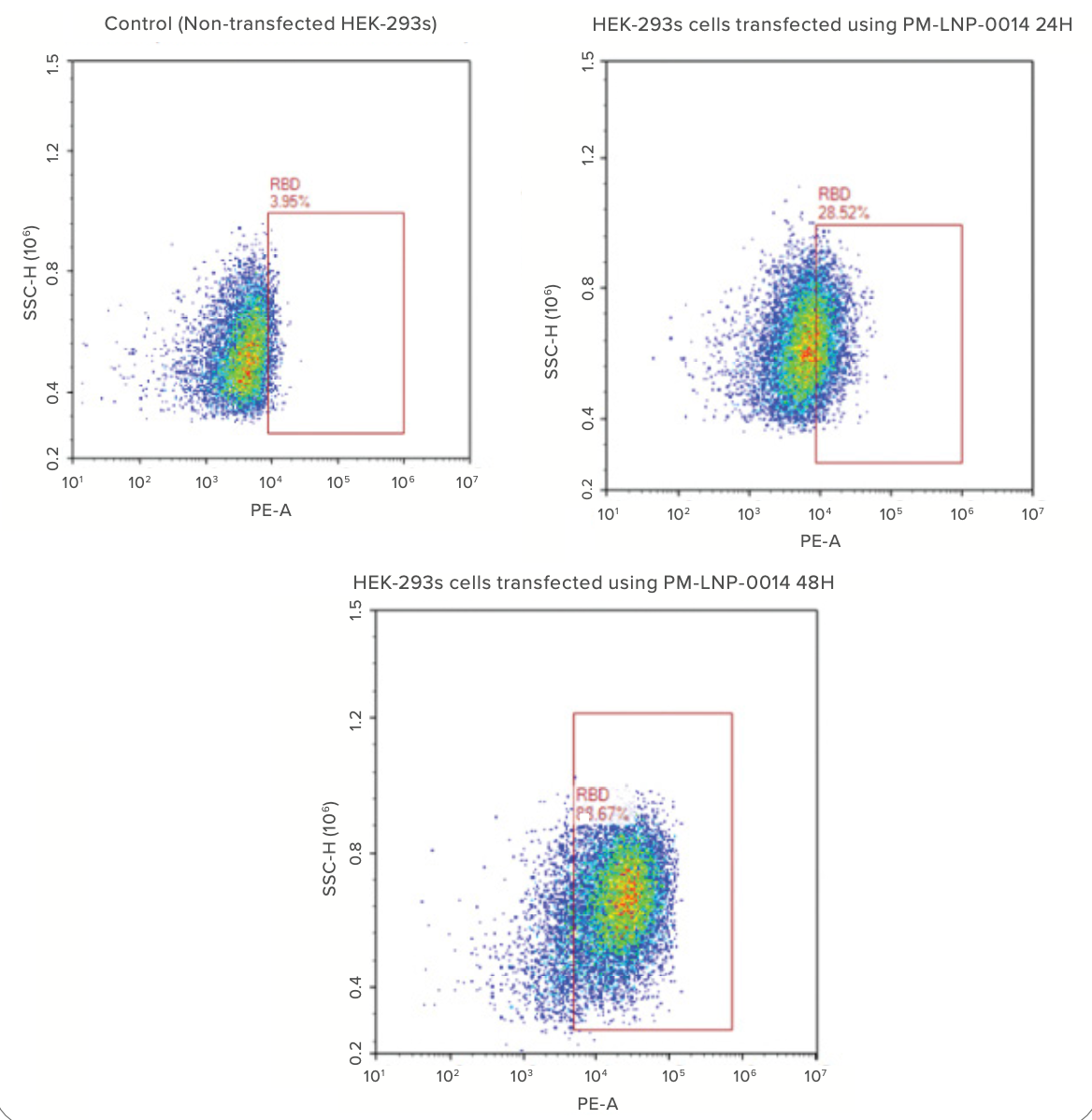 Figure 1: HEK293S cells stained by RBD Antibody from R&D System (Cat: MAB10540) 24/48 hours post-transfections.