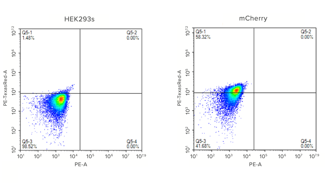 Figure 1: HEK293 cells transfected with mCherry RNA-LNP show high expression of mCherry protein. FACS is shown on HEK293 transfected cells