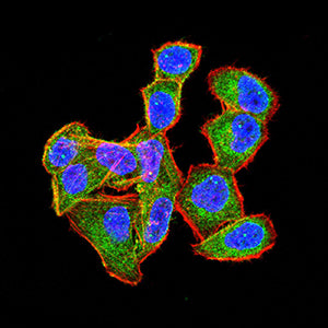 Figure 3:Immunofluorescence analysis of Hela cells using CEACAM6 mouse mAb (green). Blue: DRAQ5 fluorescent DNA dye. Red: Actin filaments have been labeled with Alexa Fluor- 555 phalloidin. Secondary antibody from Fisher (Cat#: 35503)