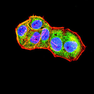 Figure 4:Immunofluorescence analysis of Jurkat cells using TIMD4 mouse mAb (green). Blue: DRAQ5 fluorescent DNA dye. Red: Actin filaments have been labeled with Alexa Fluor- 555 phalloidin. Secondary antibody from Fisher (Cat#: 35503)