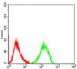 Figure 4:Flow cytometric analysis of MOLT4 cells using VCP mouse mAb (green) and negative control (red).