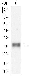 Figure 4:Western blot analysis using CLEC5A mouse mAb against THP-1 (1) cell lysate.