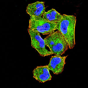 Figure 3:Immunofluorescence analysis of Hela cells using CD121B mouse mAb (green). Blue: DRAQ5 fluorescent DNA dye. Red: Actin filaments have been labeled with Alexa Fluor- 555 phalloidin. Secondary antibody from Fisher (Cat#: 35503)