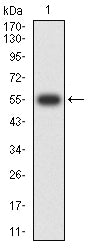 Figure 2:Western blot analysis using CD360 mAb against human CD360 (AA: extra 20-232) recombinant protein. (Expected MW is 55 kDa)