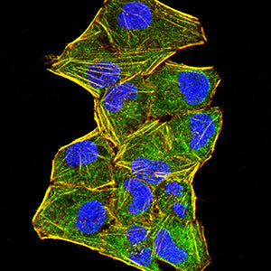 Figure 3:Immunofluorescence analysis of Hela cells using CD321 mouse mAb (green). Blue: DRAQ5 fluorescent DNA dye. Red: Actin filaments have been labeled with Alexa Fluor-555 phalloidin. Secondary antibody from Fisher (Cat#: 35503)