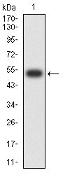 Figure 2:Western blot analysis using PDLIM7 mAb against human PDLIM7 (AA: 86-280) recombinant protein. (Expected MW is 51.2 kDa)