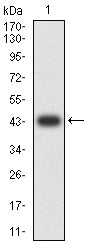 Figure 2:Western blot analysis using CDKN1A mAb against human CDKN1A (AA: 1-164) recombinant protein. (Expected MW is 43.7 kDa)