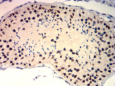 Figure 7:Immunohistochemical analysis of paraffin-embedded testis tissues using TRBC1 mouse mAb with DAB staining.