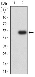 Figure 3:Western blot analysis using GPR56 mAb against HEK293-6e (1) and GPR56 (AA: extra(26-225))-hIgGFc transfected HEK293-6e (2) cell lysate.