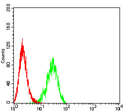 Figure 3:Flow cytometric analysis of K562 cells using RABEP2 mouse mAb (green) and negative control (red).