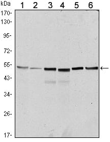 Figure 1: Western blot analysis using RUNX1 Rabbit pAb against MOT4 (1), Jurkat (2), HepG2 (3), SW620 (4), MCF-7 (5) and PC-2 (6) cell lysate.