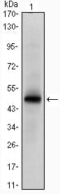 Figure 1: Western blot analysis using SMAD2 Rabbit pAb against HepG2 (1) cell lysate.