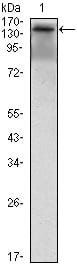 Figure 1: Western blot analysis using Ret Rabbit pAb against K562 (1) cell lysate.