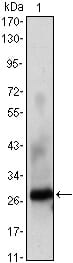 Figure 1: Western blot analysis using PCNA Rabbit pAb against HepG2 (1) cell lysate.