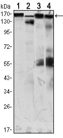 Figure 1: Western blot analysis using MSH6 Rabbit pAb against HUVE-12 (1), A431 (2), Hela (3) and HCT116 (4) cell lysate.