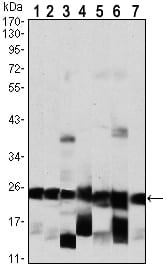 Figure 1: Western blot analysis using HMGB1 Rabbit pAb against HEK293 (1), Hela (2), HepG2 (3), SK-BR-3 (4), Jurkat (5), NIH/3T3 (6) and A431 (7) cell lysate.