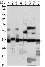 Figure 1: Western blot analysis using CDK2 Rabbit pAb against COS7 (1), SK-N-SH (2), HEK293 (3), C6 (4), Jurkat (5), Hela (6), HL-60 (7) and A431 (8) cell lysate.