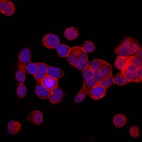 Figure 3: Immunofluorescence analysis of MCF-7 cells using SOX9 Rabbit pAb (red). Blue: DRAQ5 fluorescent DNA dye.