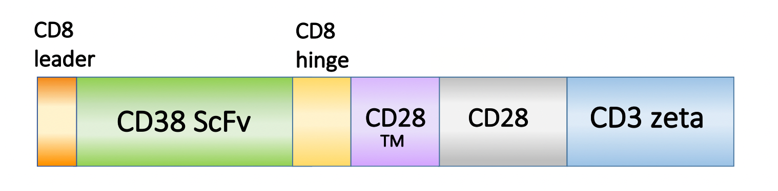 Figure 1. Schematic representation of the scFv, costimulatory domain, and activation domain of PM-CAR1027. This construct targets CD38. 