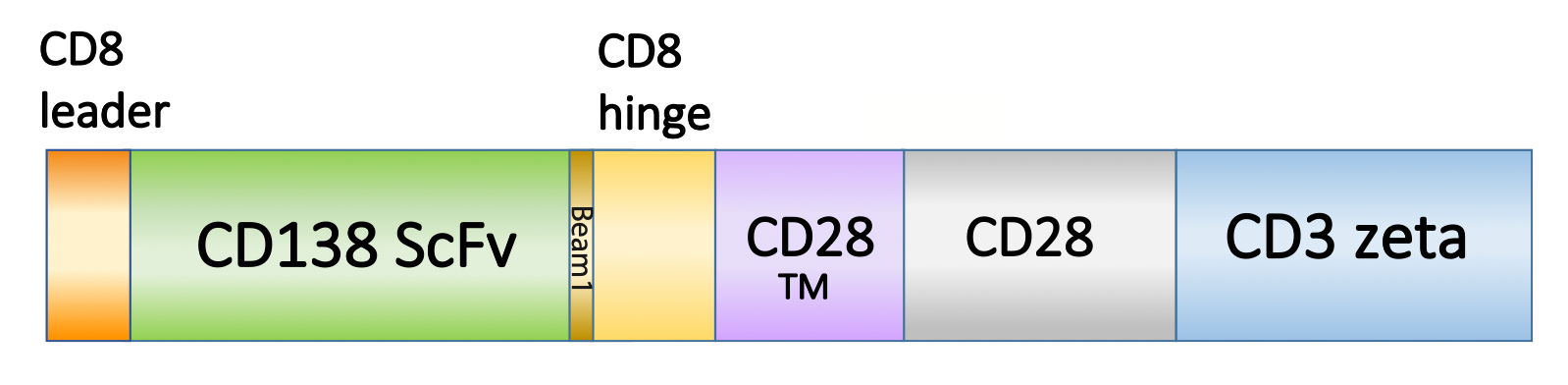 Figure 1. Schematic representation of the scFv, costimulatory domain, and activation domain of PM-CAR1028. This construct targets CD138. 