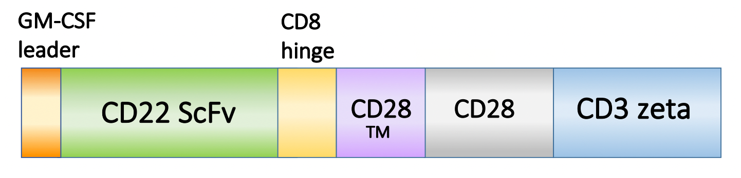 Figure 1. Schematic representation of the scFv, costimulatory domain, and activation domain of PM-CAR1029. This construct targets CD22. 