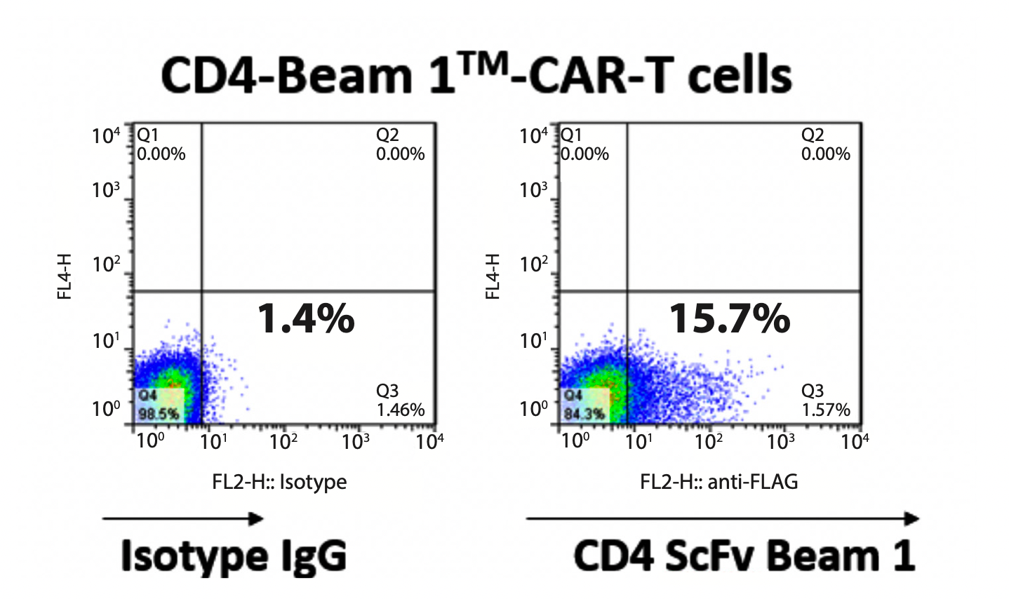 Figure 2. Beam1 Ab detects CD4-Beam 1TM-CAR-T cells after transduction with lentiviral CD4-Beam1-CAR construct. FACS data is shown.