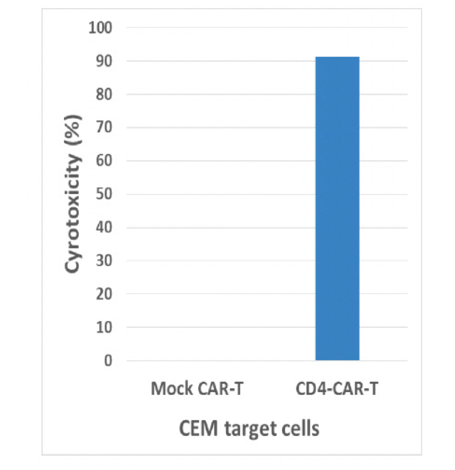 Figure 3. CD4-Beam1TM-CD28-CD3-CAR-T cells kill CEM leukemia target cells (positive for CD4). Effector: Target cells ratio=10:1.