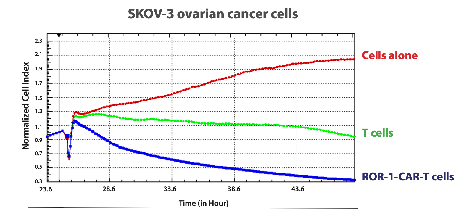 Figure 2. RTCA cytotoxicity activity of effector ROR-1-CAR-T cells against ROR-1-positive SKOV-3 ovarian cancer cells. Effector: Target cells ratio=10:1.