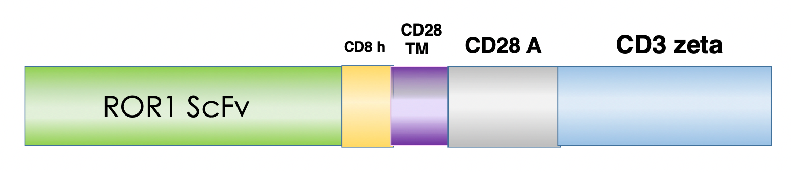 Figure 1. Schematic representation of the scFv, costimulatory domain, and activation domain of PM-CAR1034. This construct targets ROR1. 