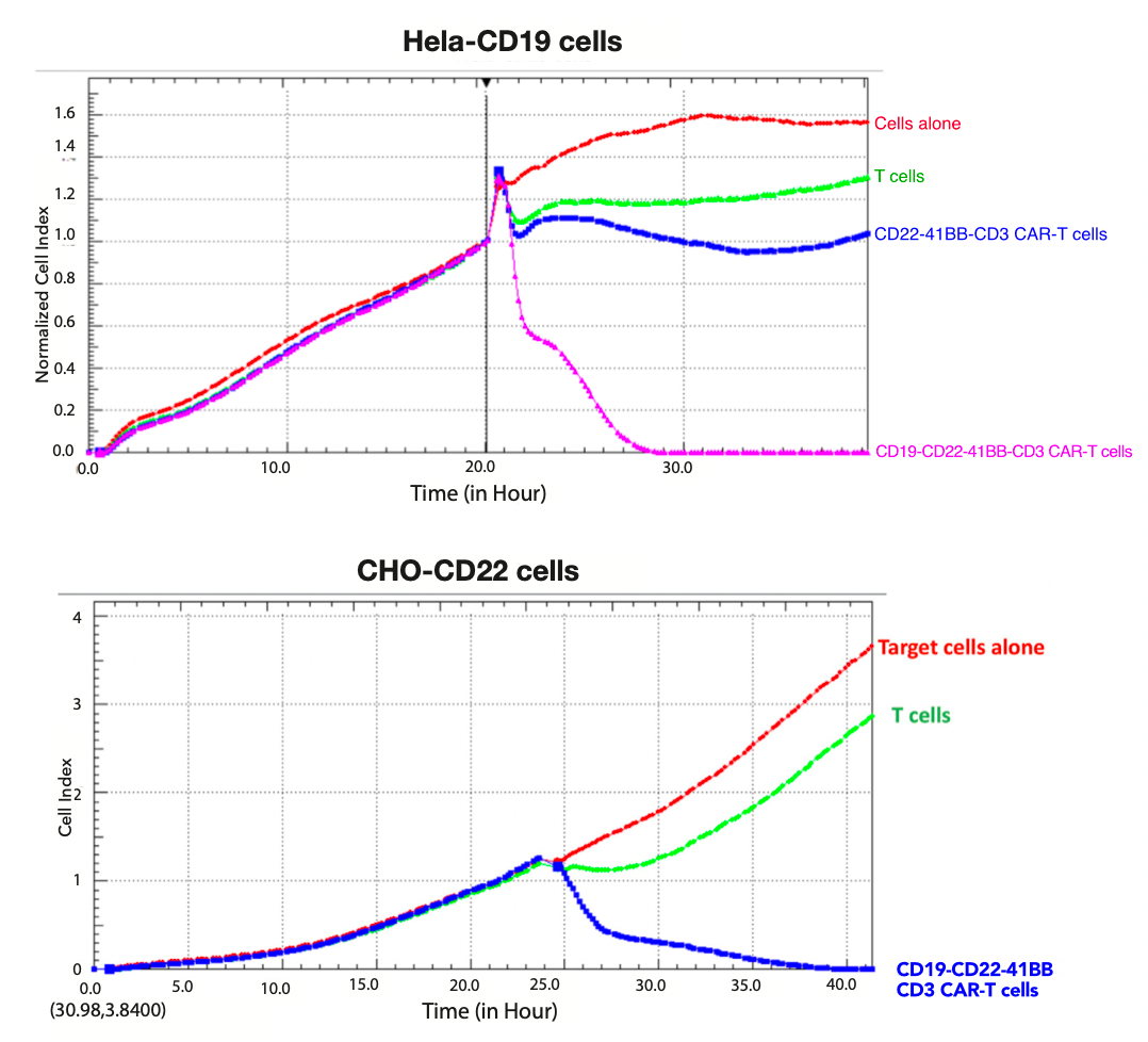 Figure 3. Top panel: RTCA cytotoxicity activity of effector CD19-CD22-4-1BB-CD3- CAR-T cells against Hela-CD19 target cells. This shows killing of CD19-positive target cells by CD19-CD22-CAR-T cells. Lower panel: RTCA cytotoxicity activity