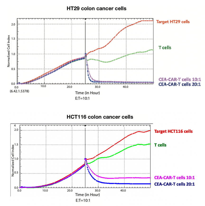 Figure 2. Humanized CEA-CAR-T cells kill colon cancer cell by Real time Cytotoxicity assay (RTCA). HCT116 and HT29 target colon cancer cells were used with CEA-CAR-T cells