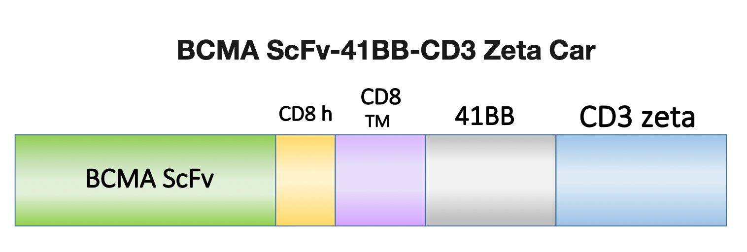 Figure 1. Schematic representation of the scFv, costimulatory domain, and activation domain of PM-CAR1037. This construct targets BCMA. 