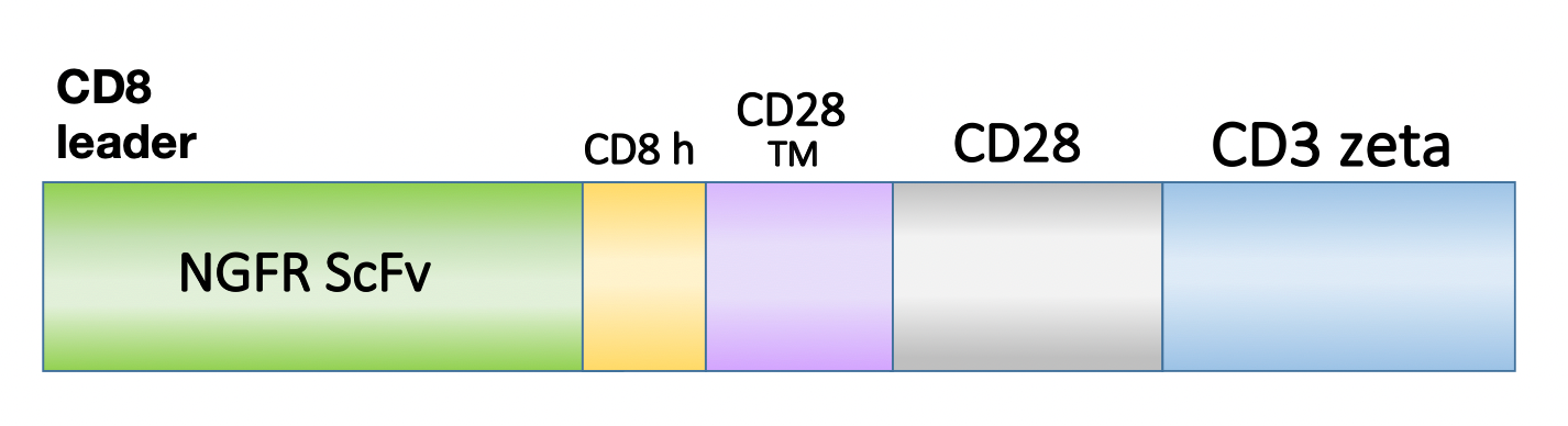 Figure 1. Schematic representation of the scFv, costimulatory domain, and activation domain of PM-CAR1038. This construct targets NGFR. 
