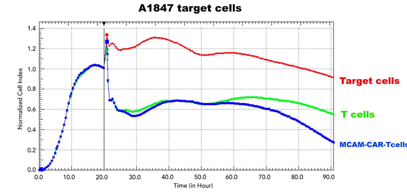 Figure 2. RTCA cytotoxicity activity of effector MCAM-CAR-T cells against MCAM-positive cancer cells. Effector: Target cells ratio=10:1.