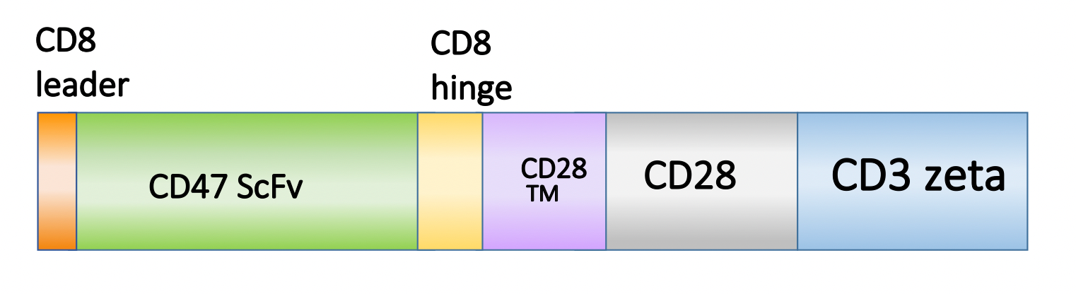 Figure 1. Schematic representation of the scFv, costimulatory domain, and activation domain of PM-CAR1040. This construct targets CD47. 
