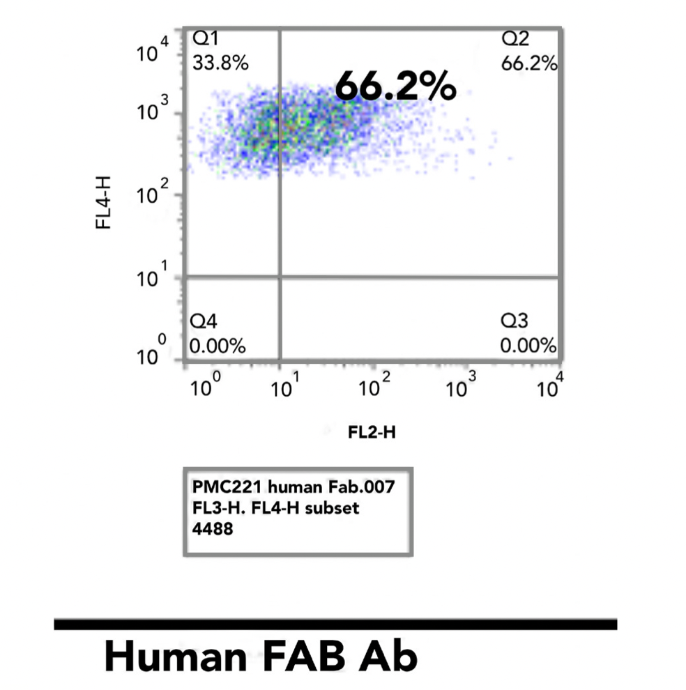 Figure 2. F S with human FAB Ab detects humanized CD19-1 ScFv