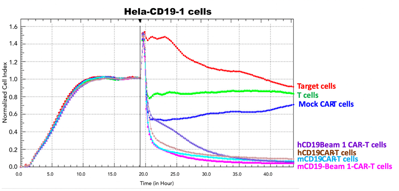 Figure 3. Humanized CD19-1 CAR-T cells express same cytotoxicity as mouse CD19-1 CAR-T cells against Hela-CD19-1 cells