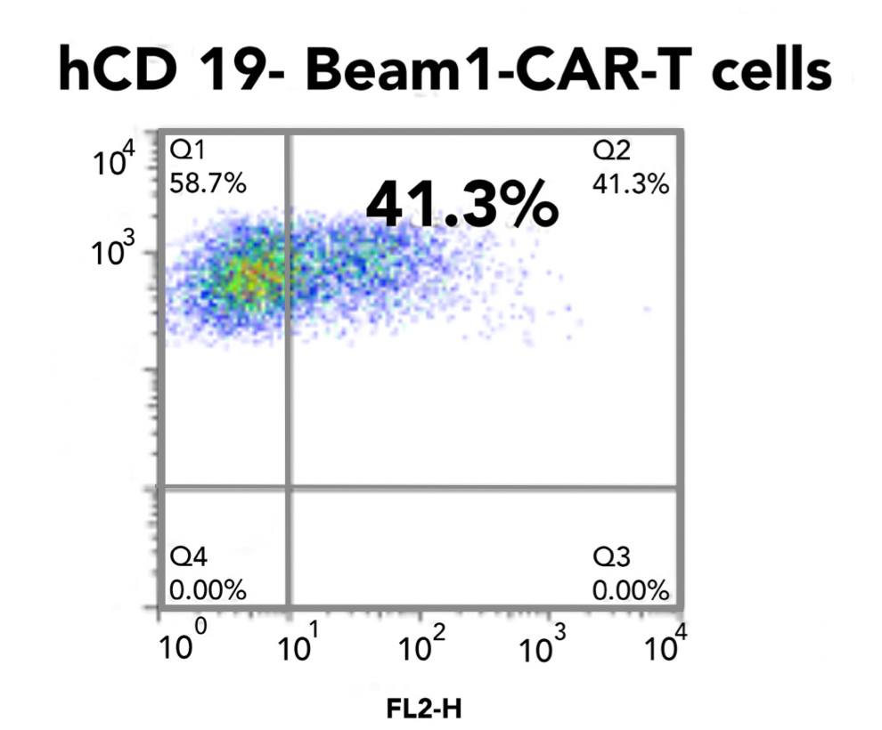 Figure 2. FACS with human FAB Ab detects humanized CD19-Beam1 ScFv