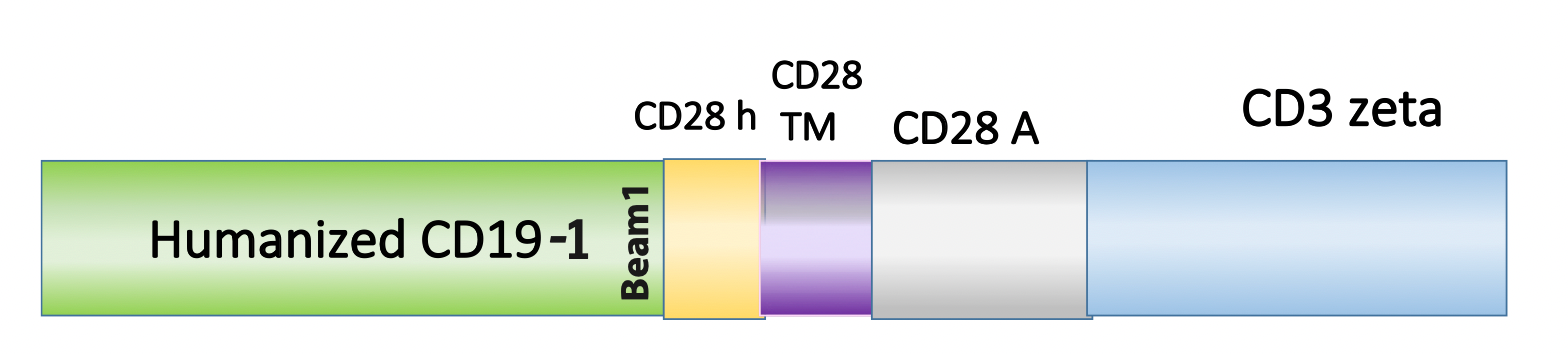 Figure 1. Schematic representation of the scFv, costimulatory domain, and activation domain of PM-CAR1043. This construct targets CD19. 