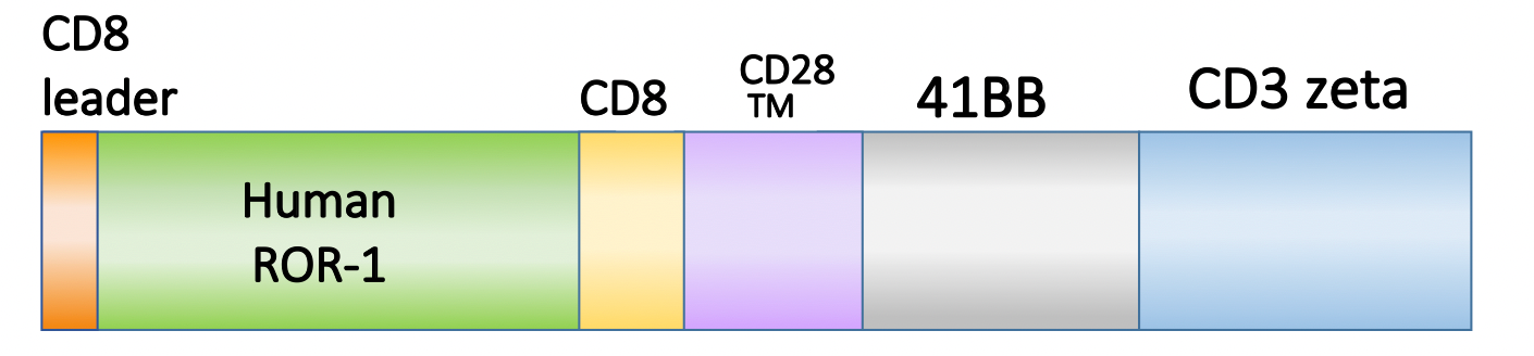 Figure 1. Schematic representation of the scFv, costimulatory domain, and activation domain of PM-CAR1044. This construct targets ROR1. 