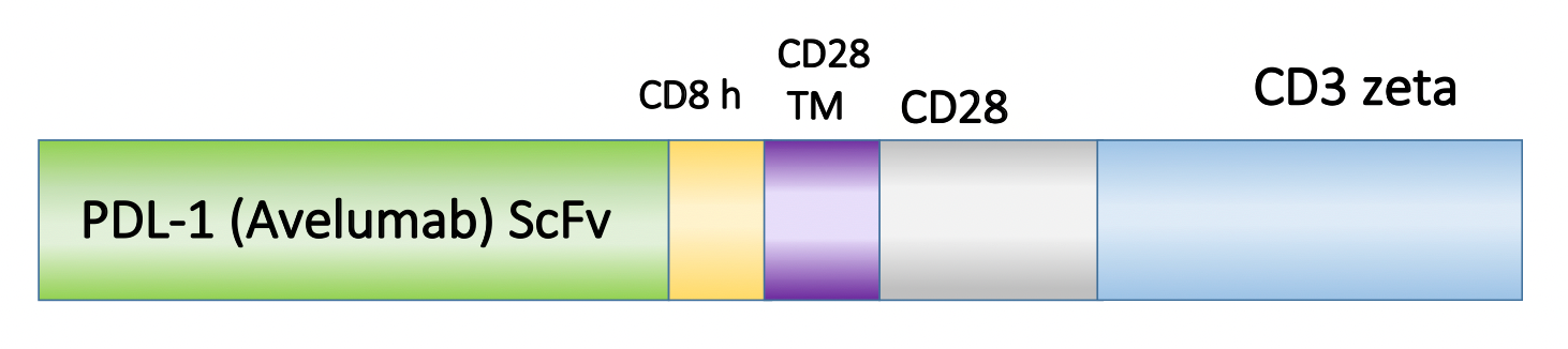 Figure 1. Schematic representation of the scFv, costimulatory domain, and activation domain of PM-CAR1045. This construct targets PDL-1. 