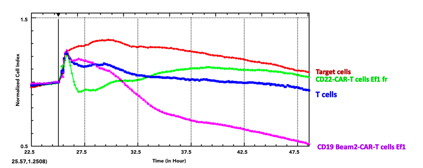 Figure 3. CD19-Beam2-28-CAR-T cells kill Hela-CD19-Beam2 positive cells.