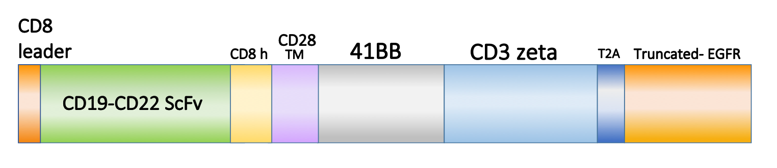 Figure 1. Schematic representation of the scFv, costimulatory domain, and activation domain of PM-CAR1049. This construct targets CD19+CD22. 