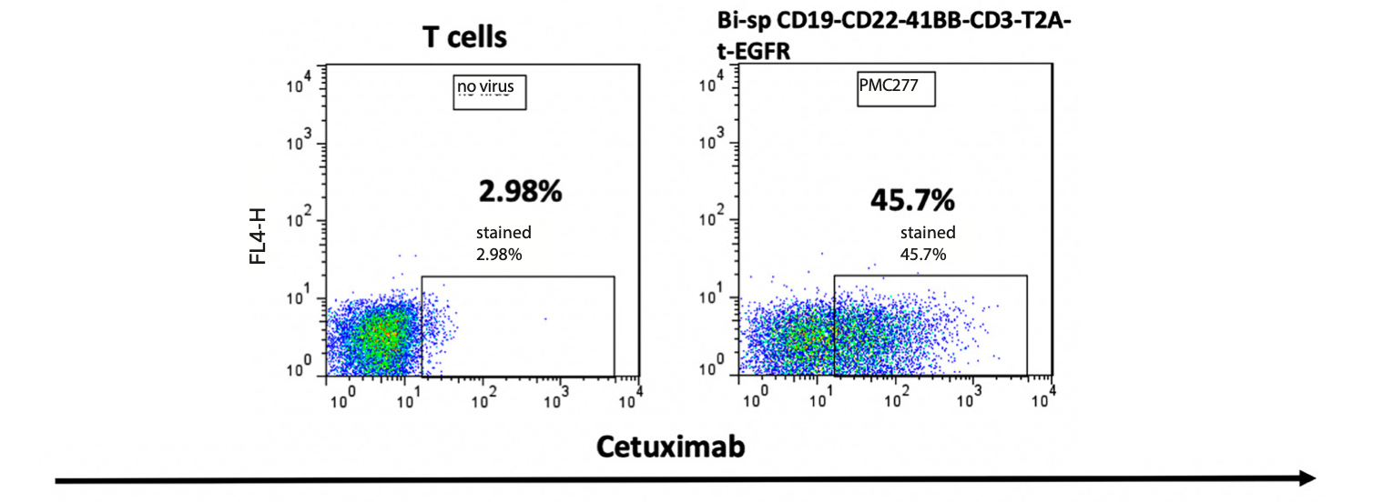 Figure 2. Cetuximab detects truncated EGFR (t-EGFR) switch.