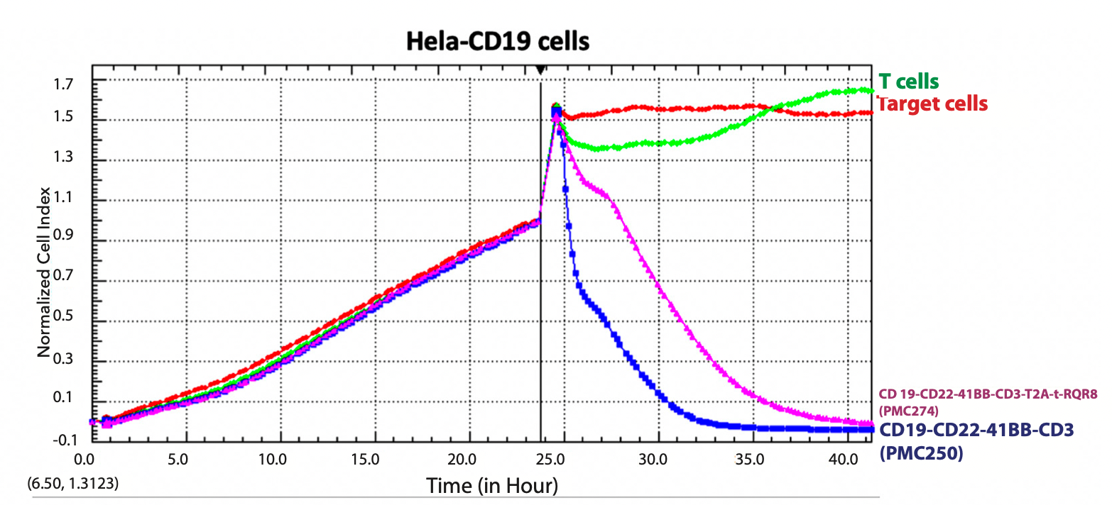 Figure 3 . CD19-CD22-41BB-CD3-T2A-RQR8 CAR-T cells kill CHO-Hela-CD19 cells. CD19-CD22-CAR-T cells with no suicide switch (PMC250 / PM-CAR1035, available from ProMab) are also shown.
