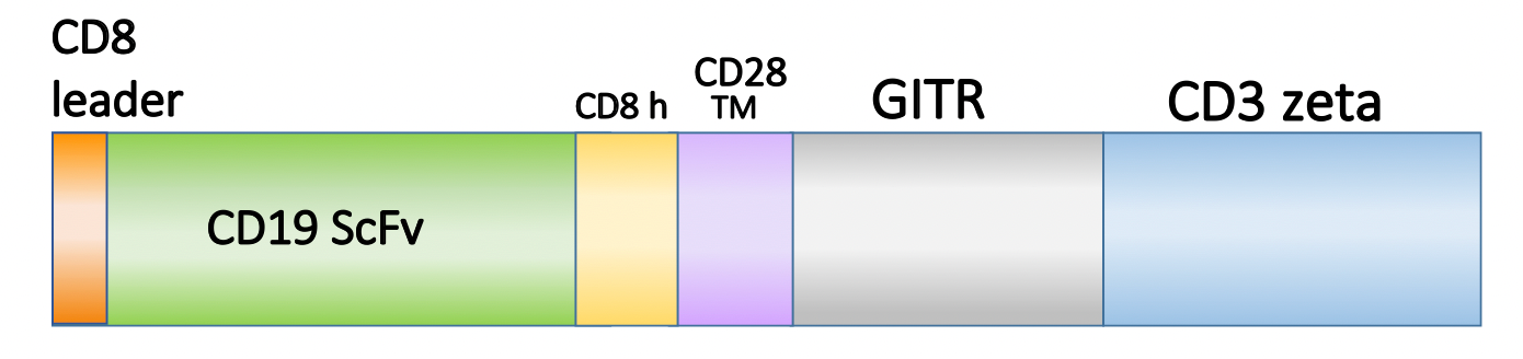 Figure 1. Schematic representation of the scFv, costimulatory domain, and activation domain of PM-CAR1054. This construct targets CD19. 