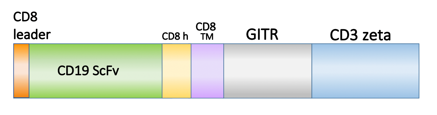 Figure 1. Schematic representation of the scFv, costimulatory domain, and activation domain of PM-CAR1055. This construct targets CD19. 