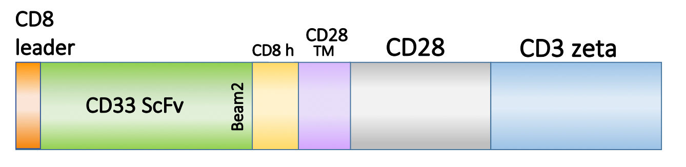 Figure 1. Schematic representation of the scFv, costimulatory domain, and activation domain of PM-CAR1056. This construct targets CD33. 