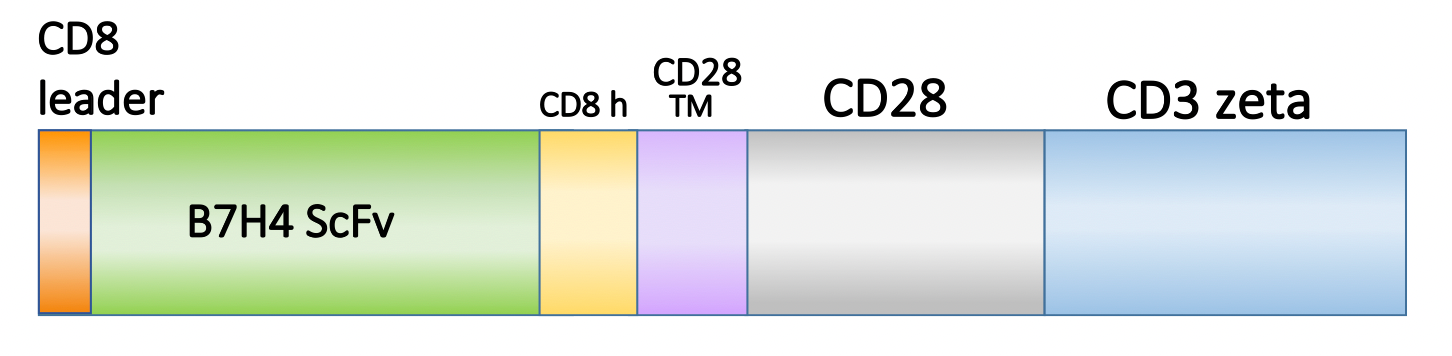 Figure 1. Schematic representation of the scFv, costimulatory domain, and activation domain of PM-CAR1058. This construct targets B7H4. 